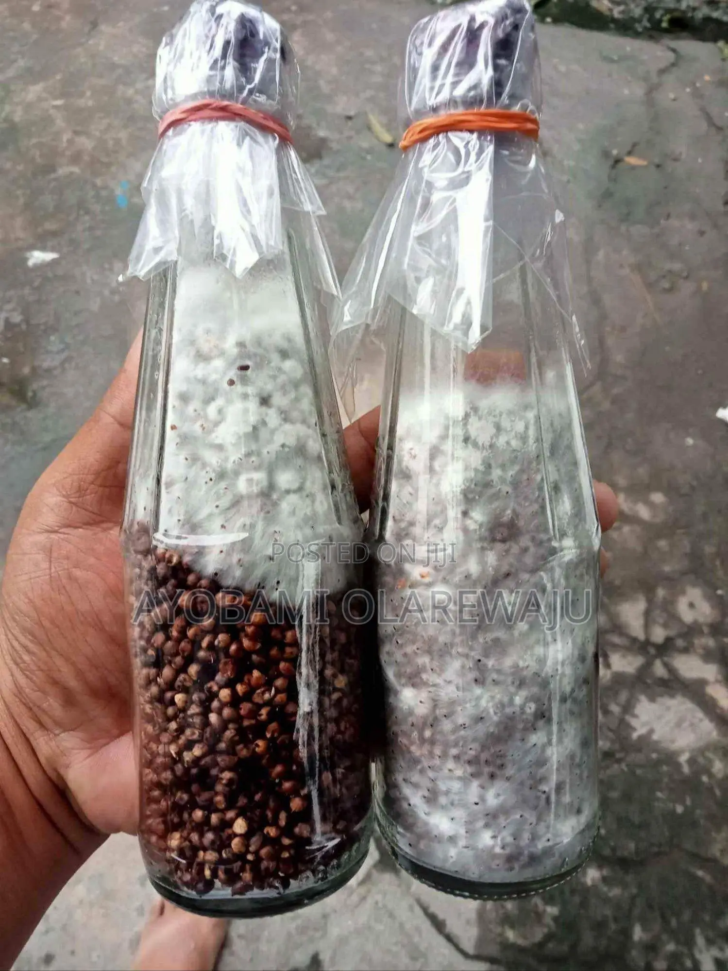 Oyster Mushroom Spawn/Seed