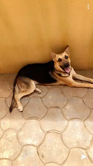 1+ year Male Purebred German Shepherd