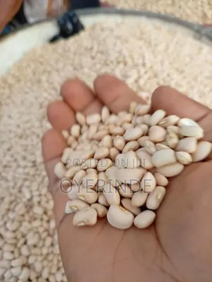 Stone and Dirt's Free Beans