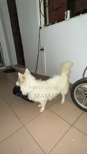 3-6 months Male Purebred American Eskimo