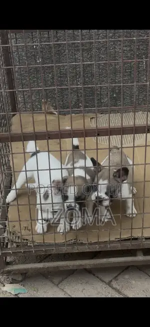 3-6 months Female Purebred French Bulldog