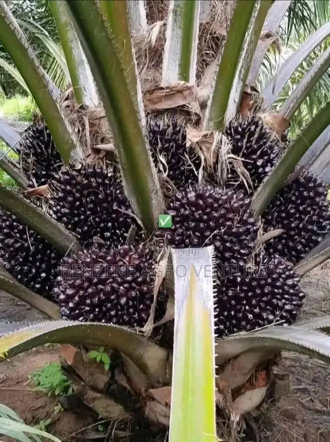Supergene Palm Seedlings