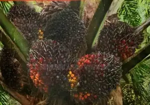 Supergene Palm Seedlings
