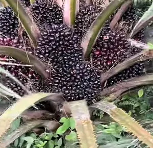 Supergene Palm Seedlings