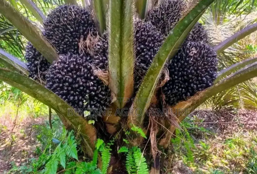 Supergene Palm Seedlings