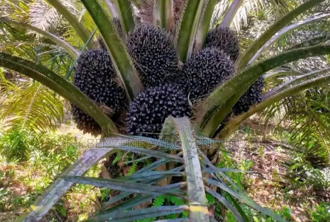 Supergene Palm Seedlings