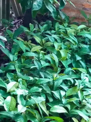 Bitter Kola Seedlings