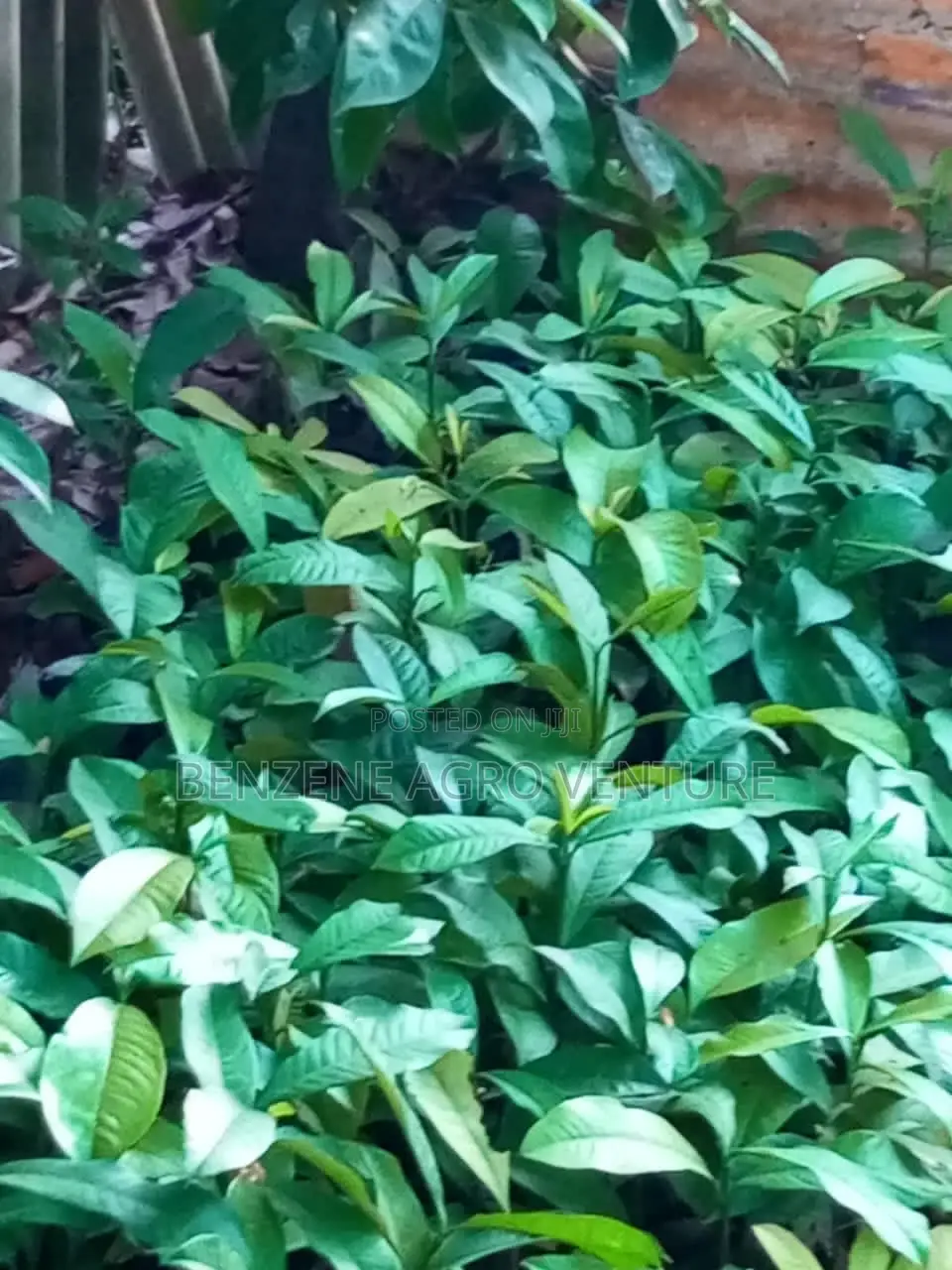 Bitter Kola Seedlings