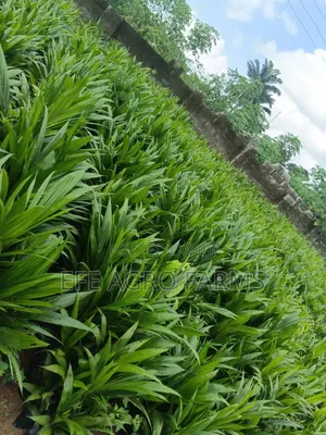Oil Palm Tenera Seedlings