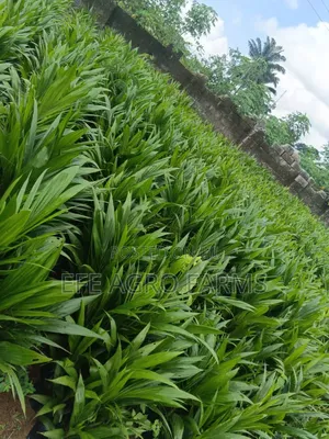 Oil Palm Tenera Seedlings