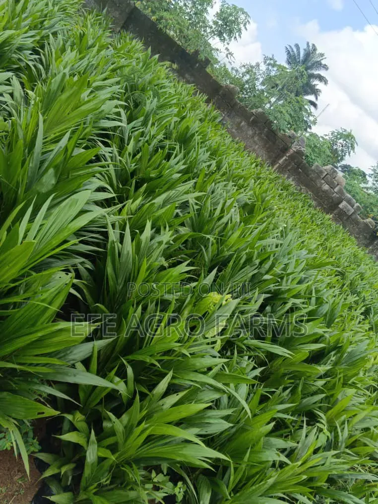Oil Palm Tenera Seedlings