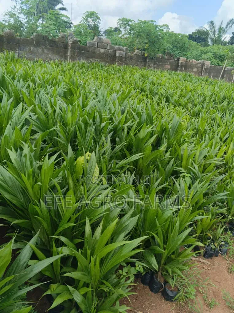 Oil Palm Tenera Seedlings