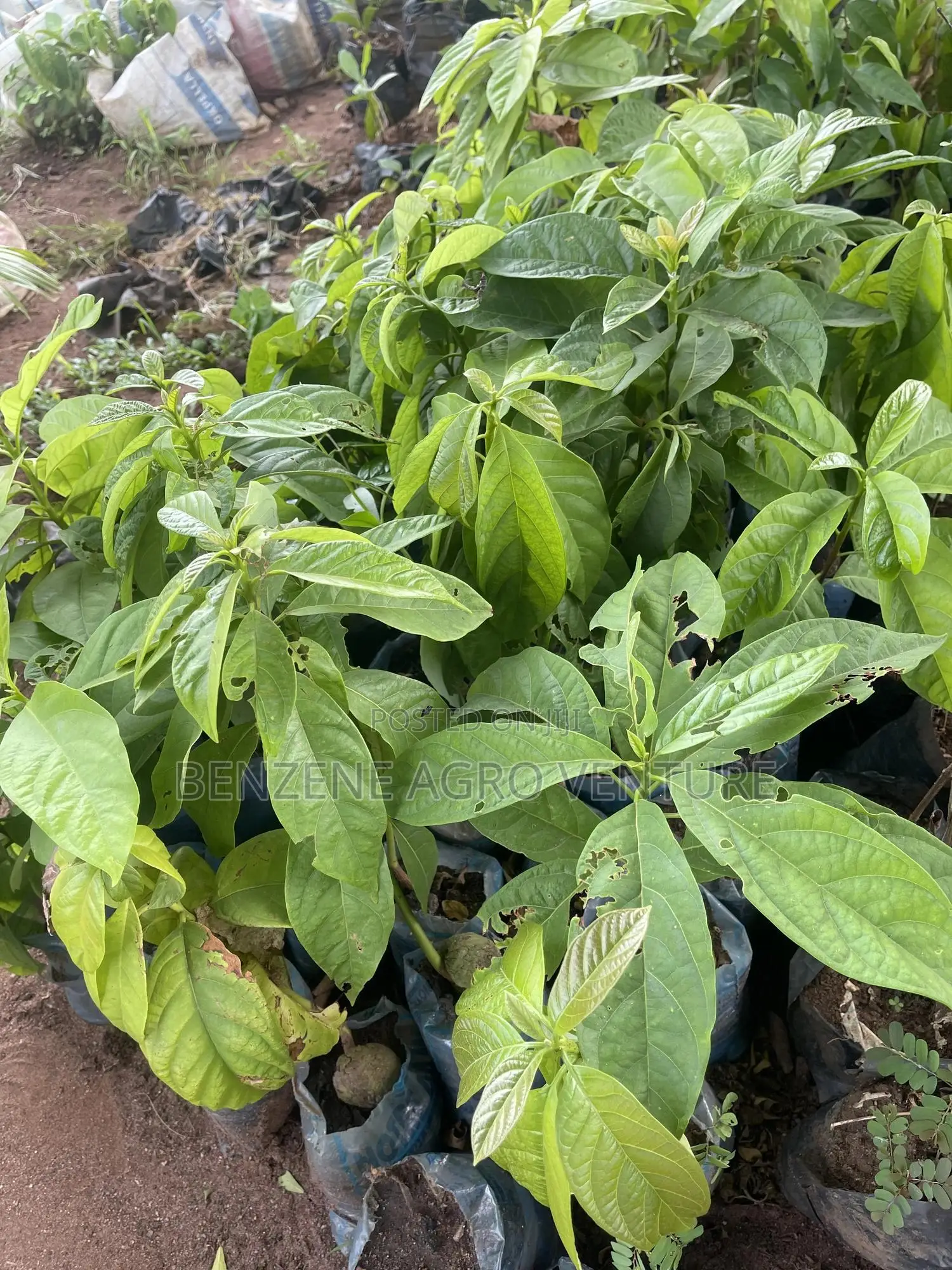 Avocado Pear Seedling
