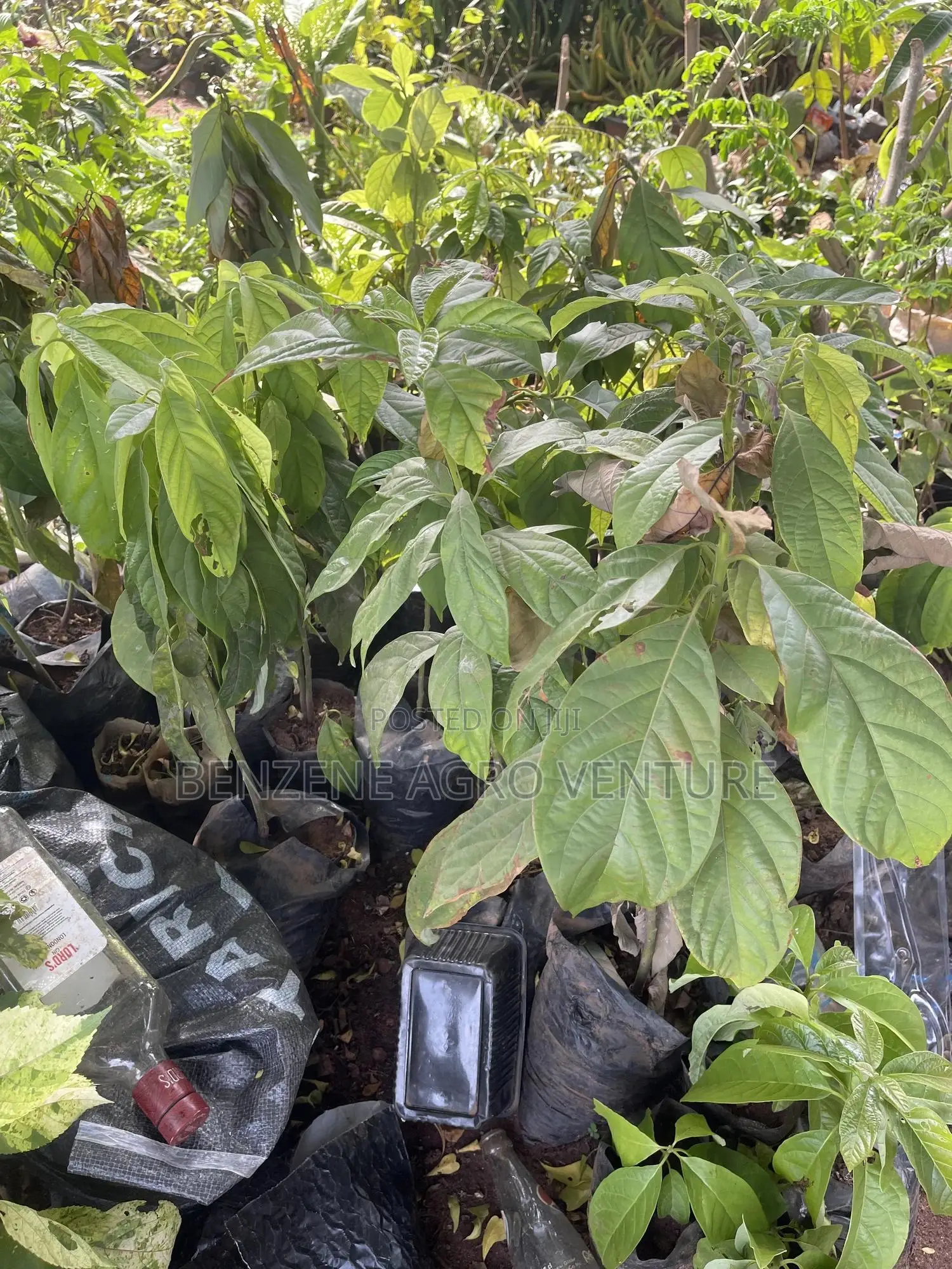 Avocado Pear Seedling