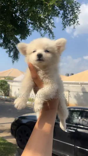 3-6 months Male Purebred American Eskimo
