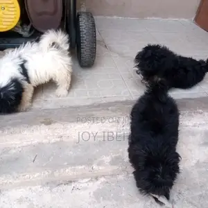 1-3 months Female Purebred Lhasa Apso