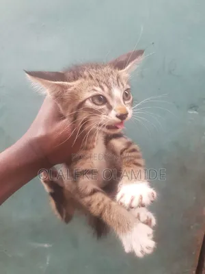 0-1 month Female Mixed Breed Tabby