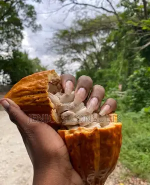 Cocoa Pods