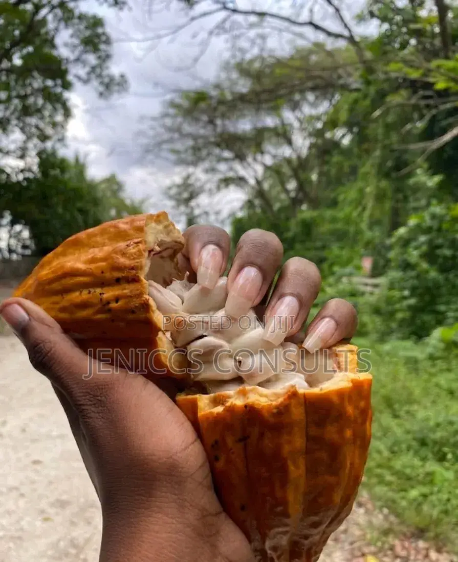Cocoa Pods