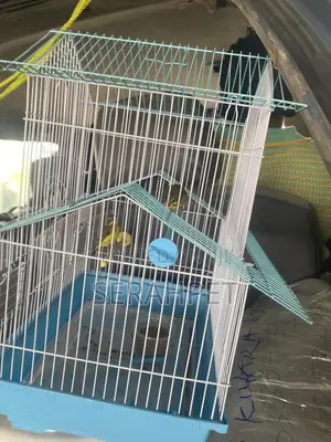Love Birds Cage Available for Sale