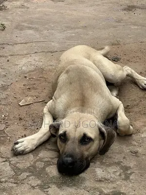 1+ year Male Purebred Boerboel