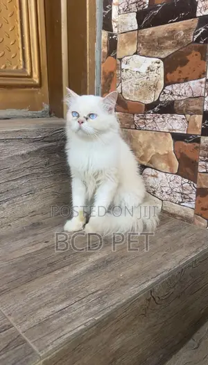 1+ year Male Purebred Persian