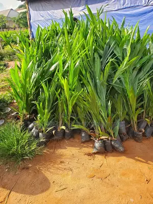 Hybrid Supergene Palm Seedling
