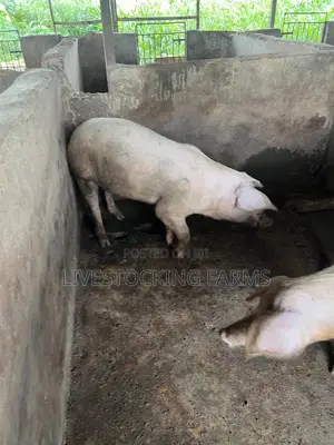 Pure Landrace Pig Boar for Sale