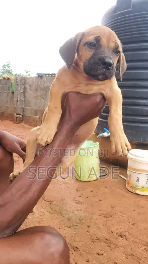 1-3 months Male Purebred Boerboel