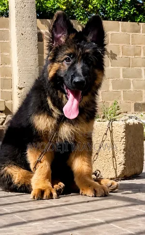 1-3 months Female Purebred German Shepherd