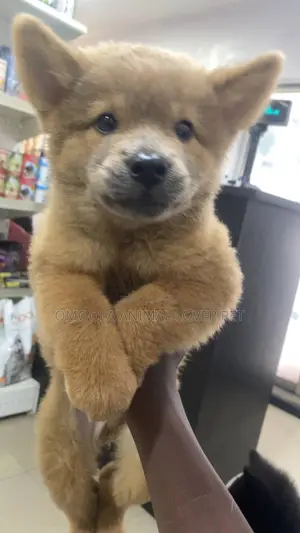 1-3 months Male Purebred Chow Chow