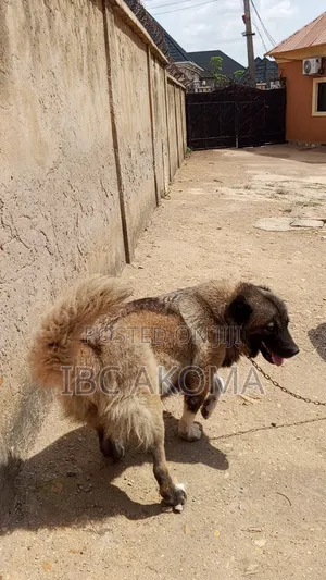 1+ year Female Purebred Caucasian Shepherd