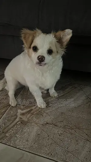 6-12 months Female Mixed Breed Chihuahua