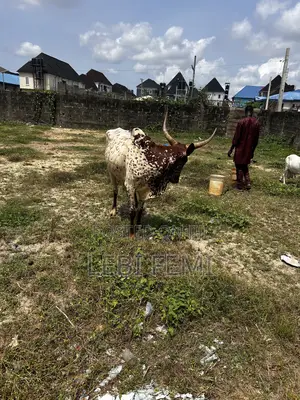Cow Farm Animals