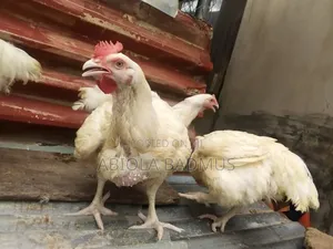 Healthy Broiler