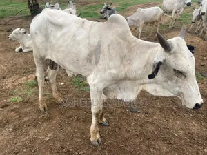 Good Cow For Ileya Festival