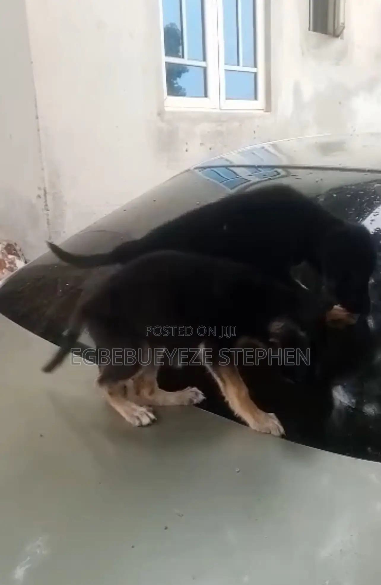 1-3 months Female Purebred German Shepherd