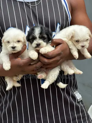 1-3 months Female Purebred Lhasa Apso