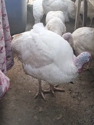 Turkey for Sale