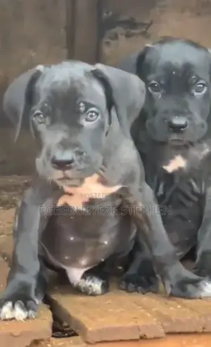 1-3 months Male Purebred Boerboel