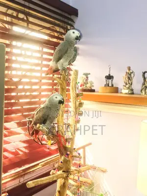 Talking and Friendly Birds for Sale