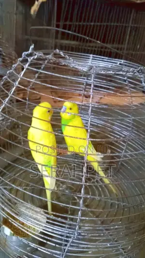 Beautiful Budgies Birds for Sale