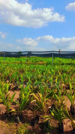 C of O Acres Hectares of Palm Oil Farmland for Sale in Iseyin Ibadan