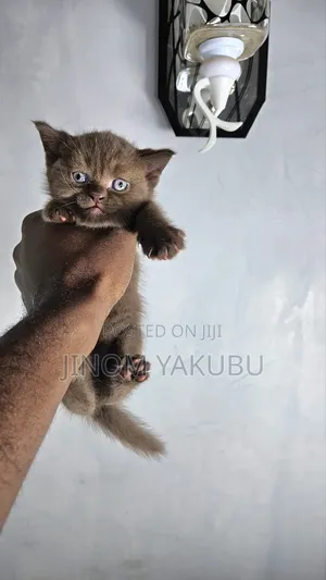 1-3 months Male Purebred British Shorthair