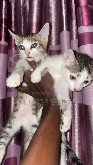 1-3 months Female Purebred Cat