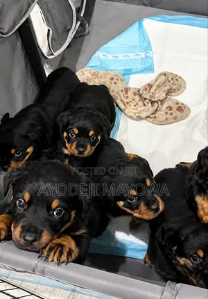 1-3 months Female Purebred Rottweiler