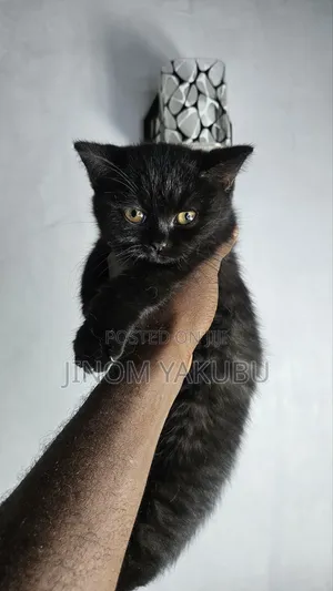 1-3 months Male Purebred British Shorthair
