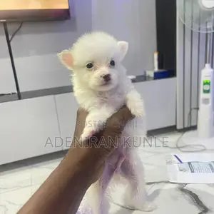1-3 months Male Purebred American Eskimo