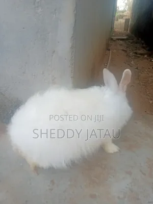 Male Angora Rabbit Available