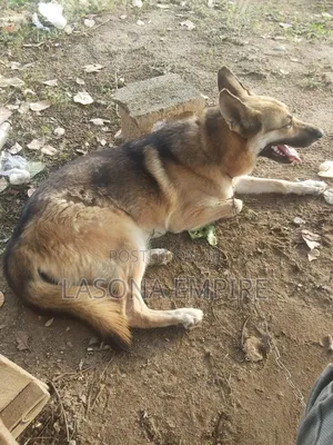 1+ year Female Purebred German Shepherd